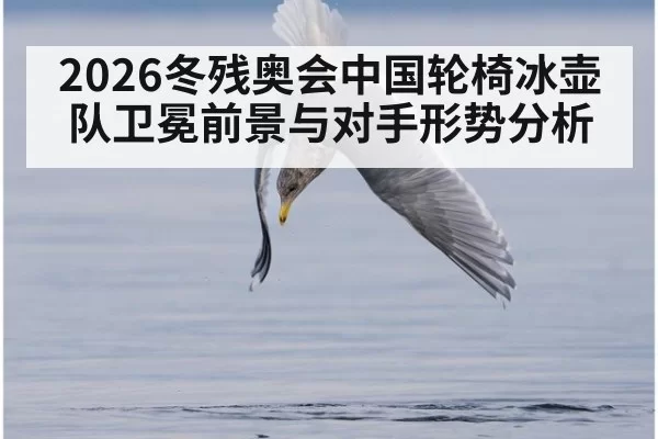 2026冬残奥会中国轮椅冰壶队卫冕前景与对手形势分析